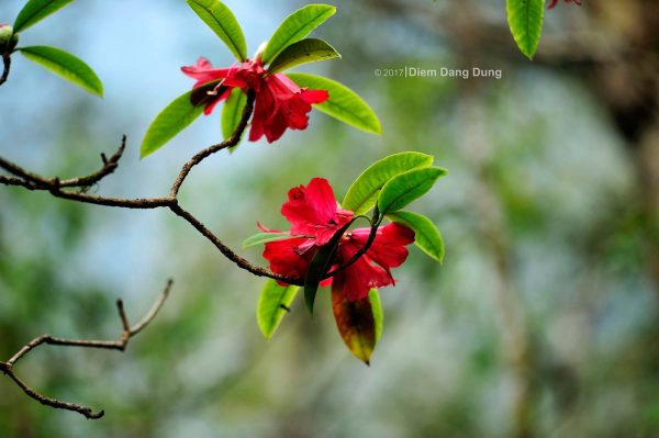 Ta Chi Nhu - Paradise of red Do Quyen flowers - 8