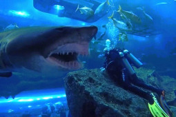Video: Rùng mình cảnh 2 người đàn ông đối mặt với con cá mập khổng lồ