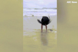 Phi thường - kỳ quặc - Video: Khoảnh khắc người đàn ông bế sát thủ đáng sợ nhất đại dương bằng tay không gây kinh ngạc