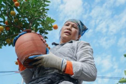 Thị trường - Tiêu dùng - Kiếm tiền triệu nhờ vận chuyển cây cảnh thuê dịp cận Tết