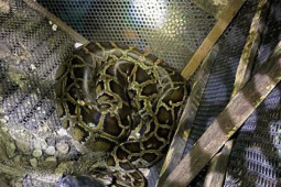 Tin tức trong ngày - Bình Phước: Bạn bè bất lực chứng kiến người đàn ông bị trăn siết đến chết