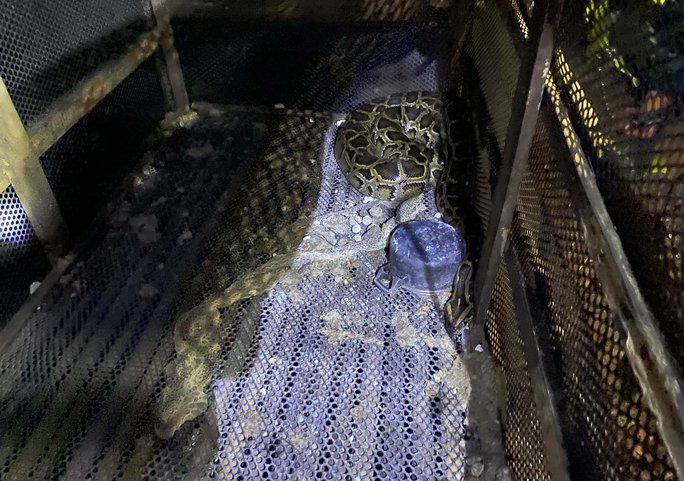 Con trăn siết cổ ông Phương đến chết