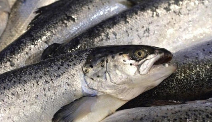 6 loại cá có thể chứa formaldehyde và kim loại nặng, rẻ cũng chớ mua - 1
