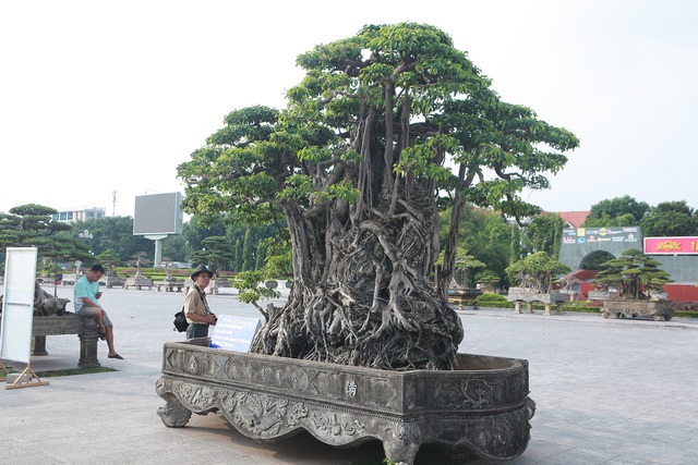 Cây sanh cổ này được được một đại gia đổi 8 lô đất Hà Nội nhưng chủ nhân không đồng ý