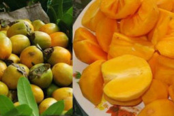 Sức khỏe đời sống - Người có dấu hiệu này ăn quả hồng chẳng khác nào rước độc vào thân!