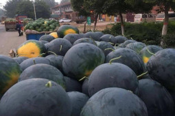 Ẩm thực - Loại dưa hấu kỳ lạ người Trung Quốc chê, ở Nhật lại là hàng xa xỉ