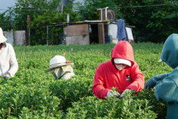 Kinh doanh - Công nhân bị mất việc đi ngắt lá, nhặt chồi tìm Tết