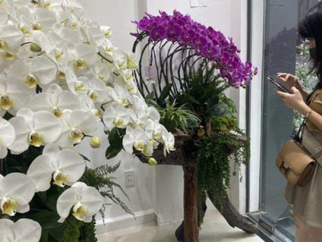 Thị trường - Tiêu dùng - Lan hồ điệp trồng trên gỗ lũa cả trăm triệu đồng hút khách mua chơi Tết