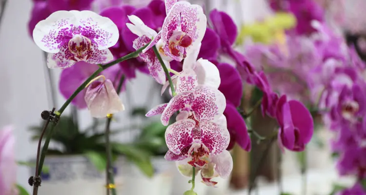 13 loại hoa quả ngày Tết mang lại may mắn - 4