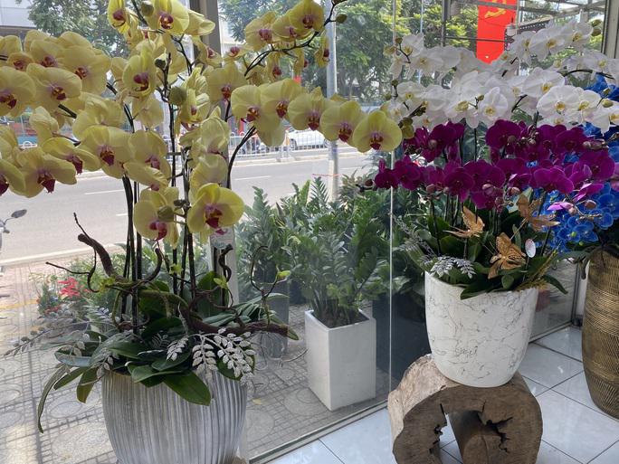 Lan hồ điệp trồng trên gỗ lũa cả trăm triệu đồng hút khách mua chơi Tết - 2