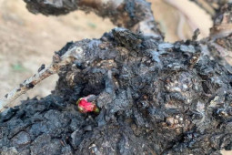 Tin tức trong ngày - Hà Nội: Ngắm những dáng đào "vương giả" chuẩn bị xuống phố đón Tết