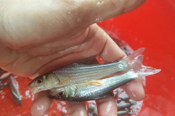 Thị trường - Tiêu dùng - Loài cá quý ở Việt Nam có nguy cơ tuyệt chủng, giá 1,4 triệu đồng/kg người giàu "săn lùng"