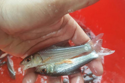 Thị trường - Tiêu dùng - Loài cá quý ở Việt Nam có nguy cơ tuyệt chủng, giá 1,4 triệu đồng/kg người giàu "săn lùng"