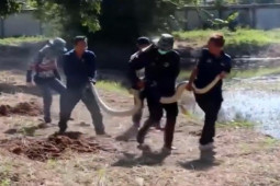 Media - Người phụ nữ tay không tóm đầu "mãng xà" khổng lồ cần 5 người khiêng