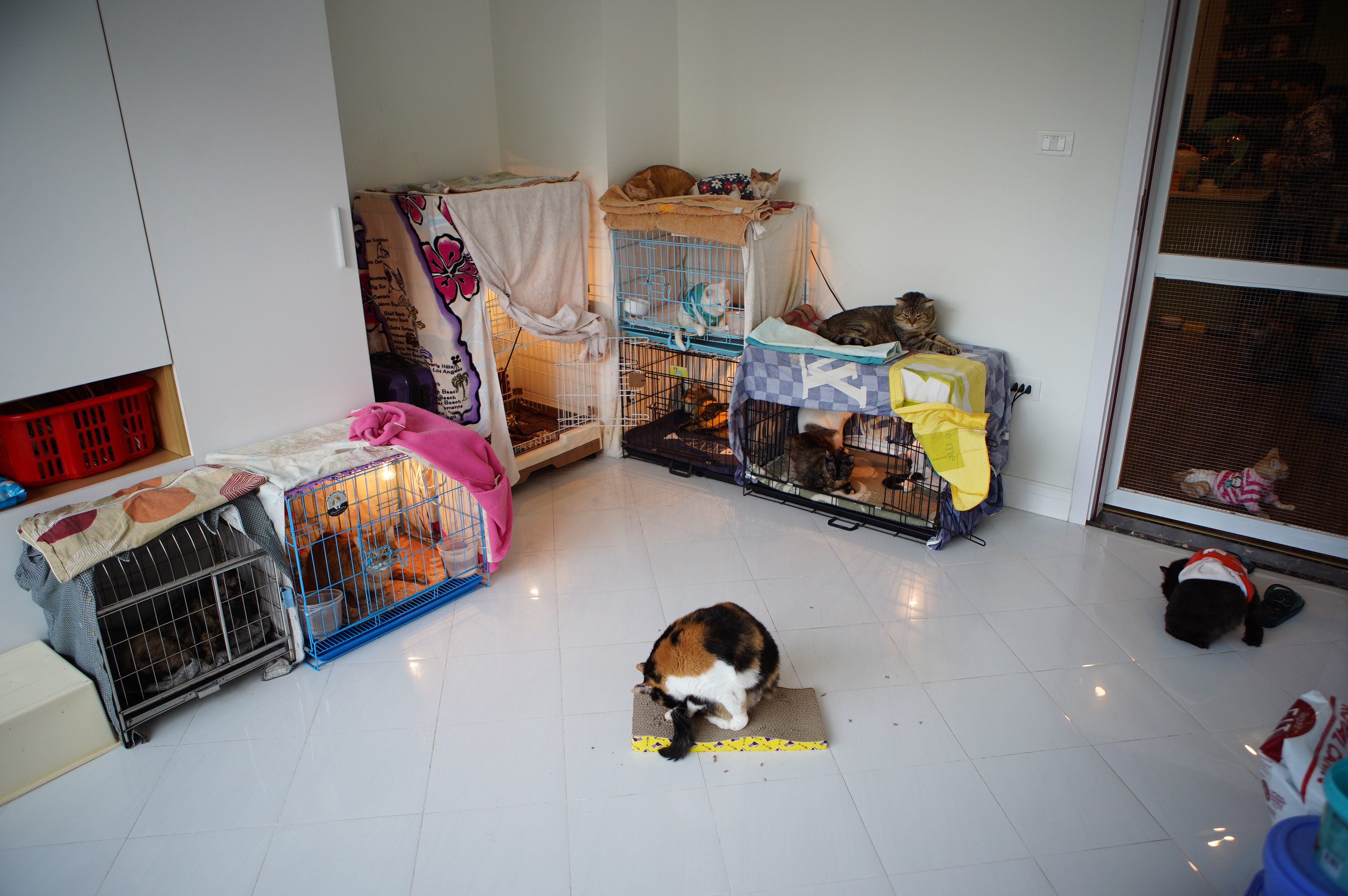 Người phụ nữ cứu hàng trăm con mèo, nhường phòng ngủ, lắp điều hoà cho “thú cưng” - 1