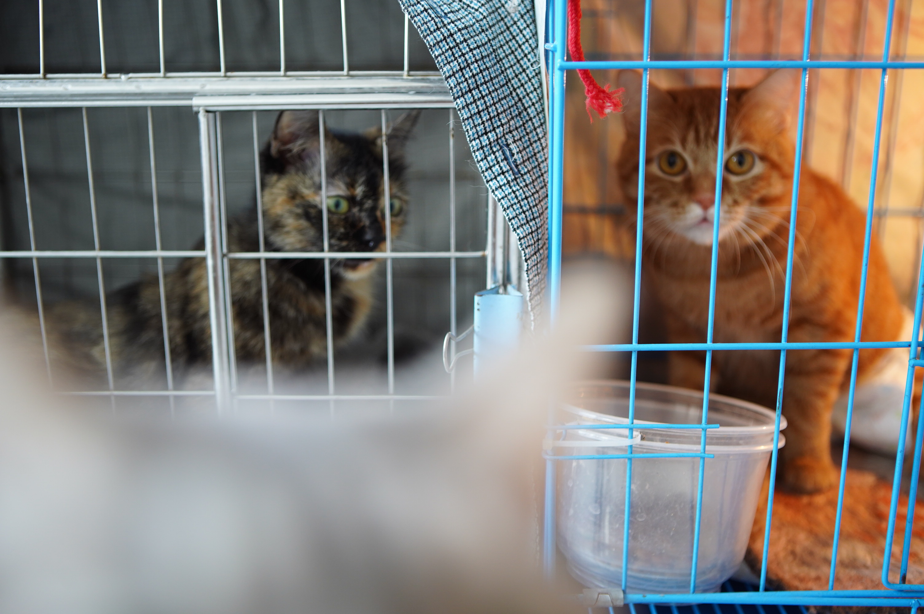Người phụ nữ cứu hàng trăm con mèo, nhường phòng ngủ, lắp điều hoà cho “thú cưng” - 2