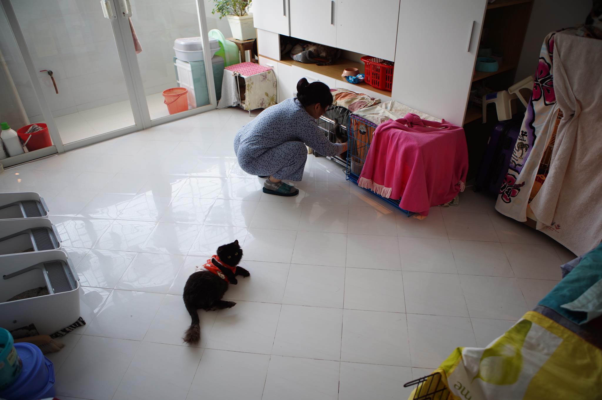 Người phụ nữ cứu hàng trăm con mèo, nhường phòng ngủ, lắp điều hoà cho “thú cưng” - 6