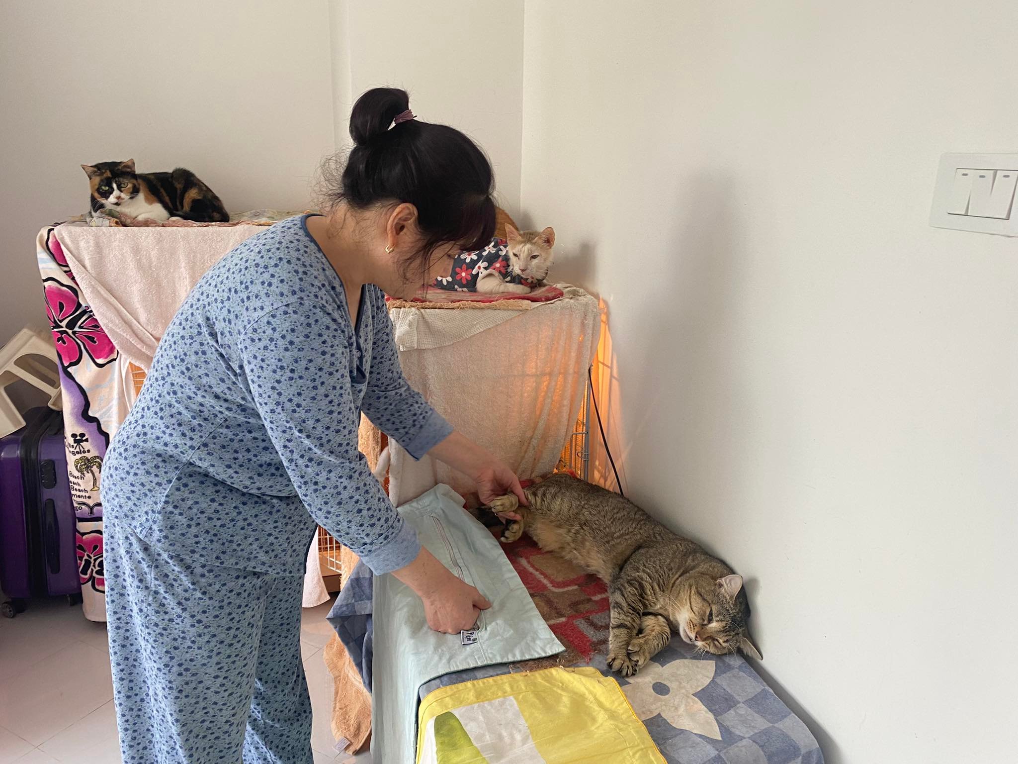 Người phụ nữ cứu hàng trăm con mèo, nhường phòng ngủ, lắp điều hoà cho “thú cưng” - 7