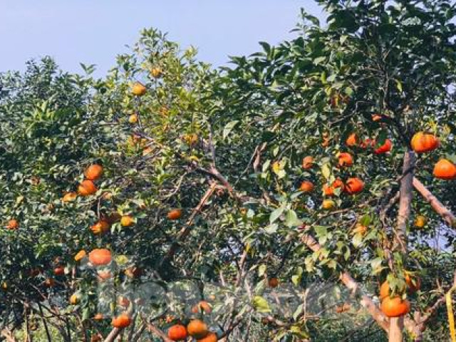 Thị trường - Tiêu dùng - Mục sở thị đồi cam chín vàng đang ''ém hàng'' chờ Tết