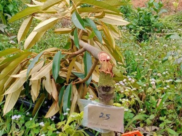 Pháp luật - Làm rõ vụ 2 hộ dân bị chặt phá 41 cây sầu riêng ở tỉnh Lâm Đồng