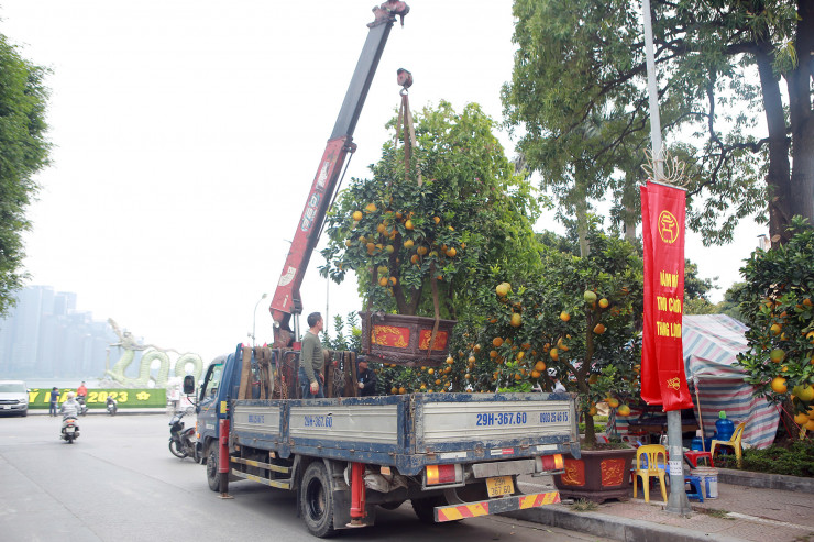 Hà Nội: Trả 90 triệu một gốc bưởi 'cổ' để chơi Tết Quý Mão, tiểu thương nhất quyết không bán - 7