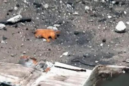 Bắn drone của Nga, Ukraine dùng ‘dao mổ trâu giết gà’