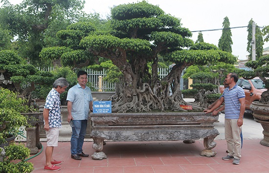 Siêu cây "Thành đồng Tổ quốc" khiến giới chơi cây ngưỡng mộ.