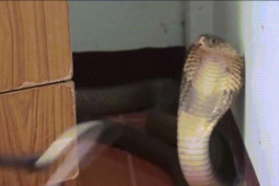 Media - Người phụ nữ một mình "vờn" bắt rắn hổ mang hung dữ