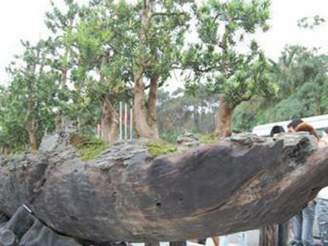 Thị trường - Tiêu dùng - Bí mật ẩn sau siêu cây "Chiến thắng Bạch Đằng" của đại gia đồng nát có người trả 60 tỷ chưa bán