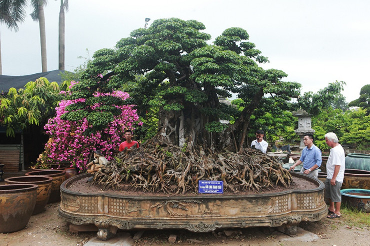 "Cửu long tranh châu” là một cây cảnh nghệ thuật thuộc dòng cây sanh cổ xuất hiện lần đầu tiên tại Triển lãm Sinh Vật Cảnh Việt Nam chào mừng Đại lễ 1.000 năm Thăng Long Hà Nội. Dáng cây mô tả chín con rồng đang tranh một viên ngọc. Tác phẩm này được coi là độc nhất vô nhị cả về tuổi đời của cây, lịch sử, sự bề thế và được xếp vào một trong 19 kỷ lục của Đại lễ 1000 năm Thăng Long Hà Nội.