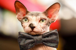 Thị trường - Tiêu dùng - Loài mèo "xấu nhất thế giới" giá hàng trăm triệu đồng/con, nhiều người vẫn lùng mua