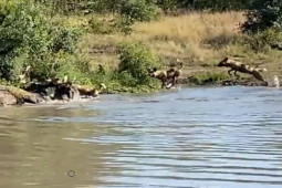 Media - Linh dương đối đầu đàn chó hoang và hà mã, kết cục ra sao?