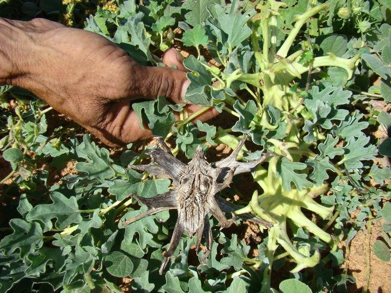 Giúp mẹ chồng thoát đau nhức xương khớp nhờ mẹo đơn giản này - 3