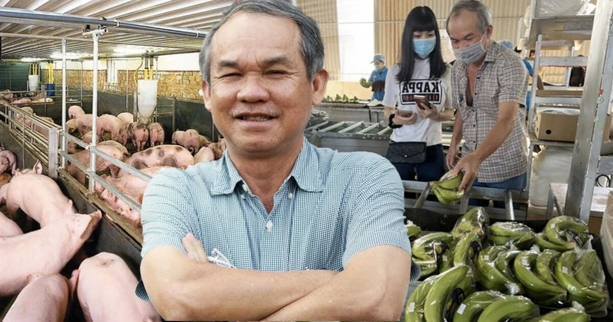 Bầu Đức lãi lớn nhờ nuôi heo trồng chuối