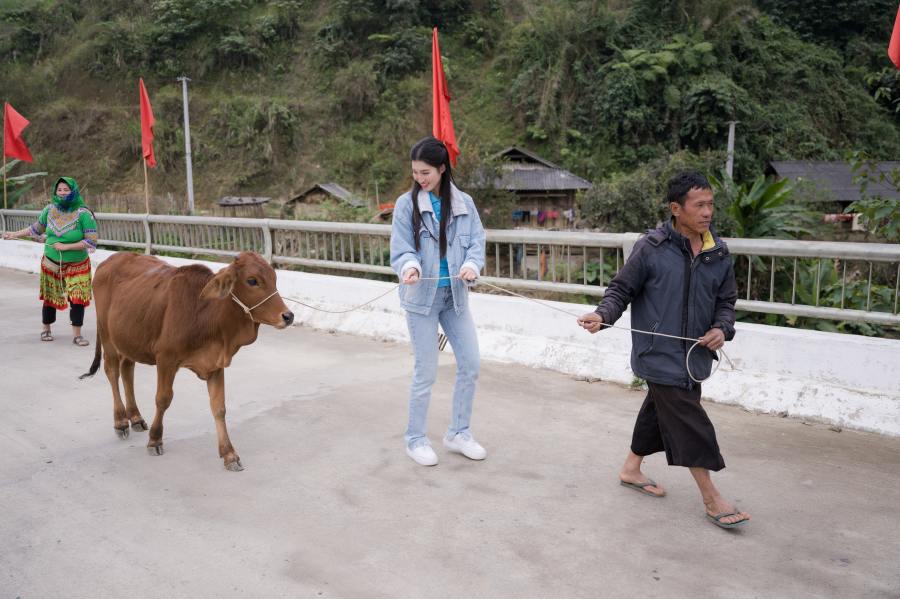 Nàng hậu thích thú khi tự tay dắt bò trao tặng người dân Thanh Hoá.
