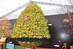 Thị trường - Tiêu dùng - Choáng ngợp chậu lan hồ điệp "khổng lồ" dát vàng có giá hơn 1,6 tỷ đồng ở Hà Nội