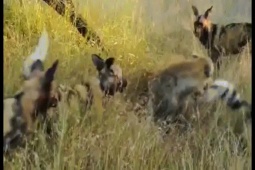 Phi thường - kỳ quặc - Video: "Đơn thương độc mã" đối đầu với bầy chó hoang, linh cẩu "ăn no đòn"