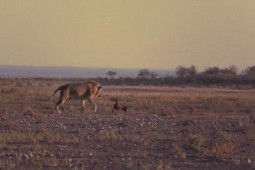Phi thường - kỳ quặc - Video: Lửng mật kiên cường đối đầu sư tử, khiến kẻ địch tháo chạy
