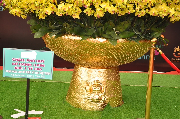 Choáng ngợp chậu lan hồ điệp "khổng lồ" dát vàng có giá hơn 1,6 tỷ đồng ở Hà Nội - 5