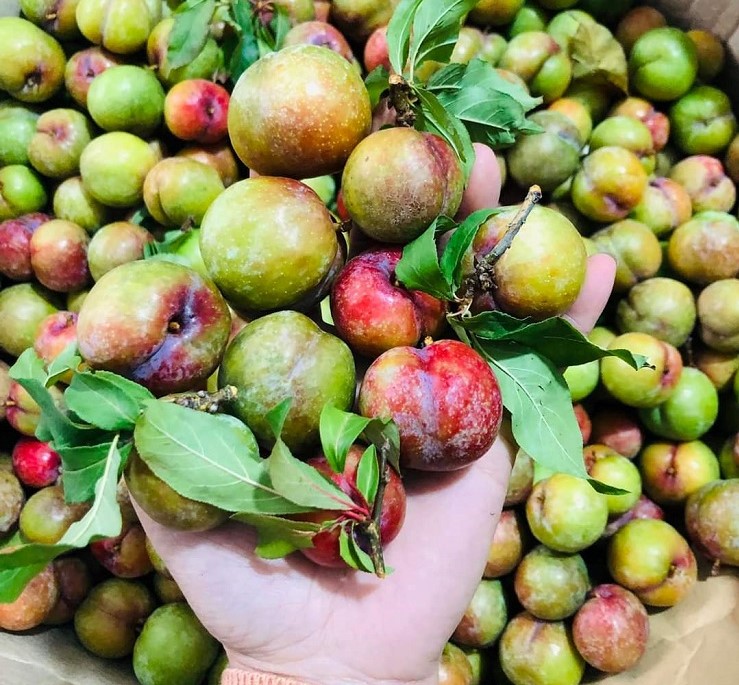 Mận hậu trái mùa khiến nhiều chị em mê mẩn.