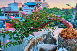 Thị trường - Tiêu dùng - Cây mọc bờ ruộng "lên chậu" thành bonsai, đại gia chi tiền triệu rước về chơi Tết