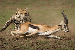 Media - Hàng loạt linh dương chạy "xé gió" vẫn mất mạng vì kẻ đi săn đáng sợ