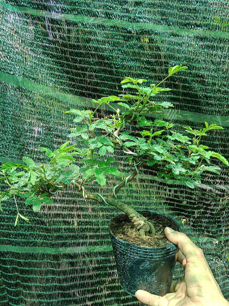 Đặc biệt, cây được tạo dáng, thế độc lạ, hiếm, cho hoa khỏe, đều, đẹp có giá lên đến 20-30 triệu đồng/cây.
