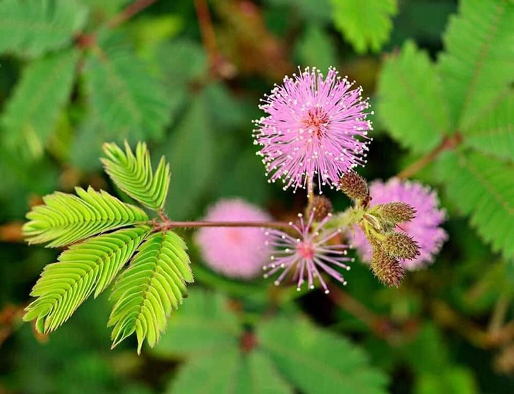 Cây hoa trinh nữ còn gọi là mimosa, cây xấu hổ… vốn là cây dại mọc đầy đường, đầy ruộng ở quê.
