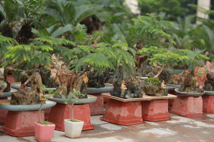 Trên phố Lạc Long Quân, Trịnh Công Sơn (quận Tây Hồ), vạn tuế mini bonsai là sự lựa chọn của giới sành chơi, có điều kiện.