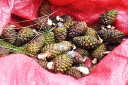 Thị trường - Tiêu dùng - Quả dại hóa "mỏ vàng", nửa triệu/kg thành đặc sản lạ đắt khách dịp Tết