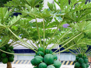 Đu đủ bonsai chục triệu đồng/cây chào Tết Quý Mão