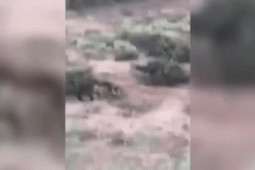 Video: Nổ súng bắn trâu rừng nặng 1 tấn, không ngờ dính cú phản đòn mất mạng