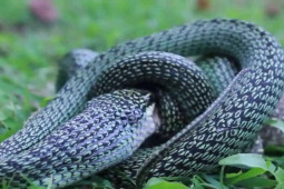 Media - Rắn hổ mang xanh dùng "võ cổ truyền" đoạt mạng thằn lằn to lớn