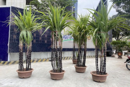 Thị trường - Tiêu dùng - Mía tím chơi Tết giá hàng triệu đồng hút khách Hà thành